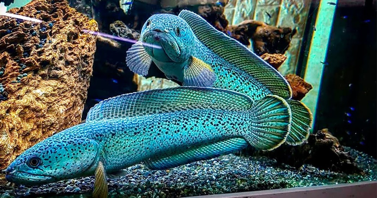 Cá lóc hoàng đế, thông tin khoa học về Channa Barca – loài cá cảnh nước ngọt đẹp nhất hành tinh