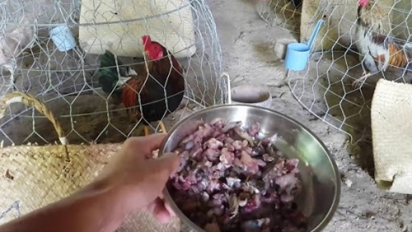 Cách trộn thức ăn giàu dinh dưỡng cho gà chọi